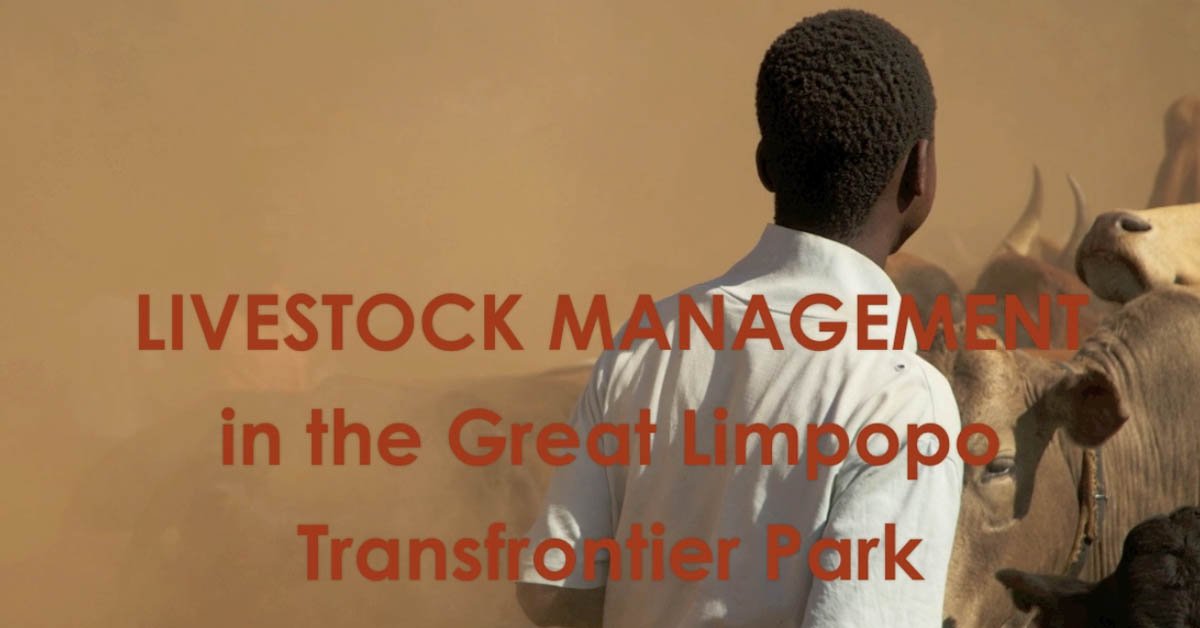 Livestock Management in the GLTP