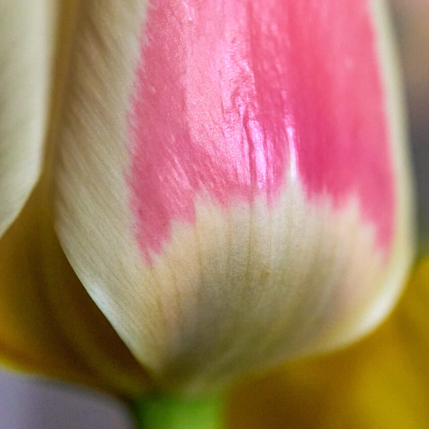 Tulipano rosa